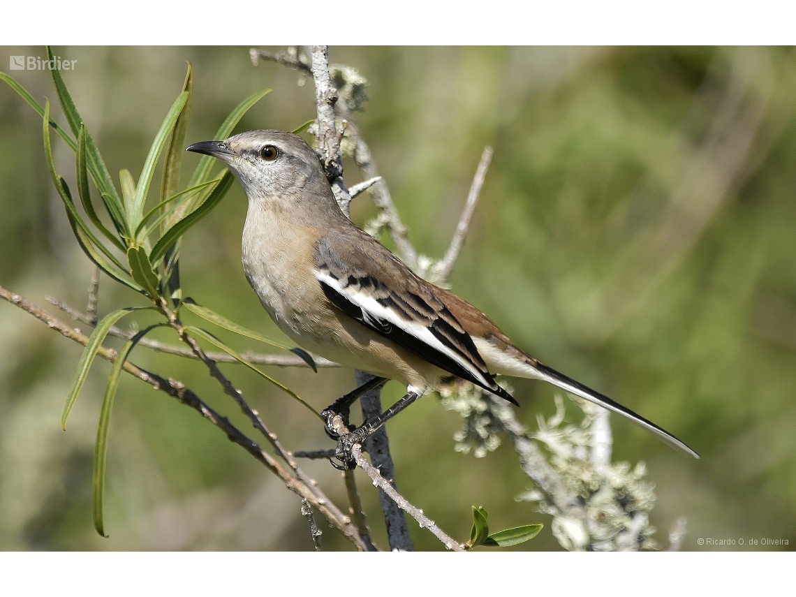 Mimus triurus
