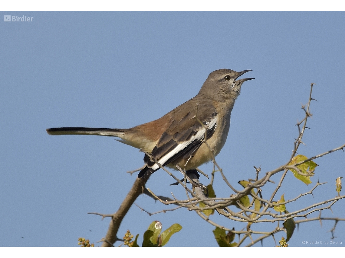 Mimus triurus