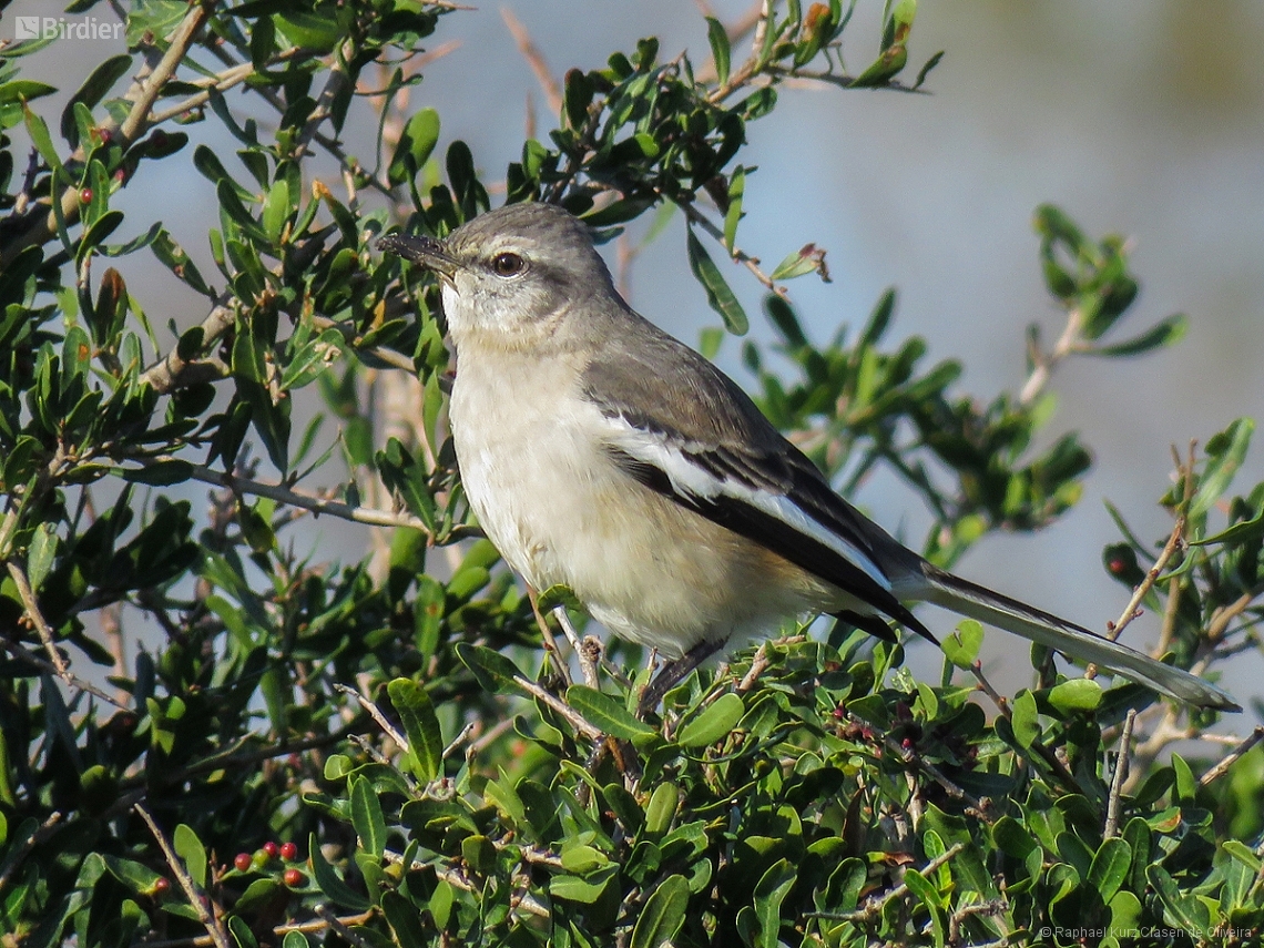 Mimus triurus