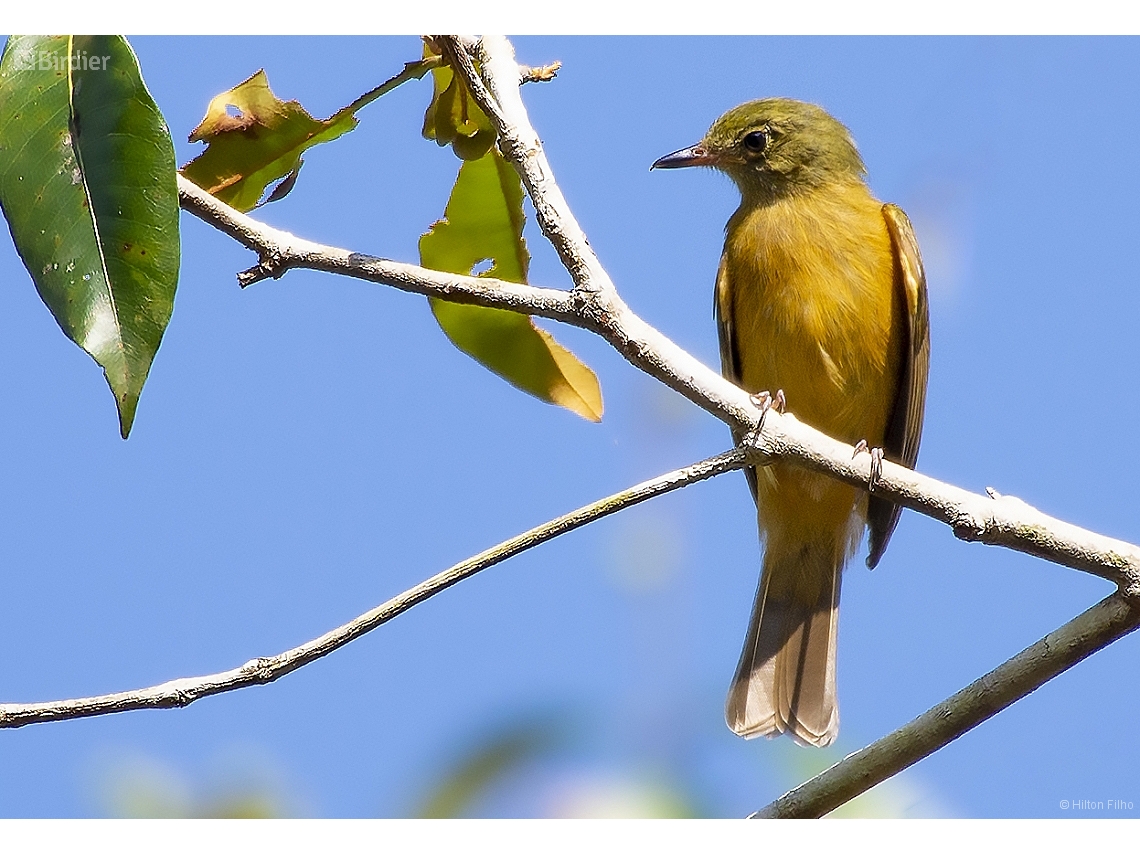 Mionectes oleagineus