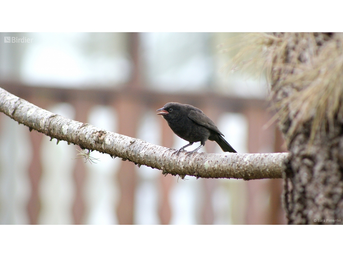 Molothrus bonariensis