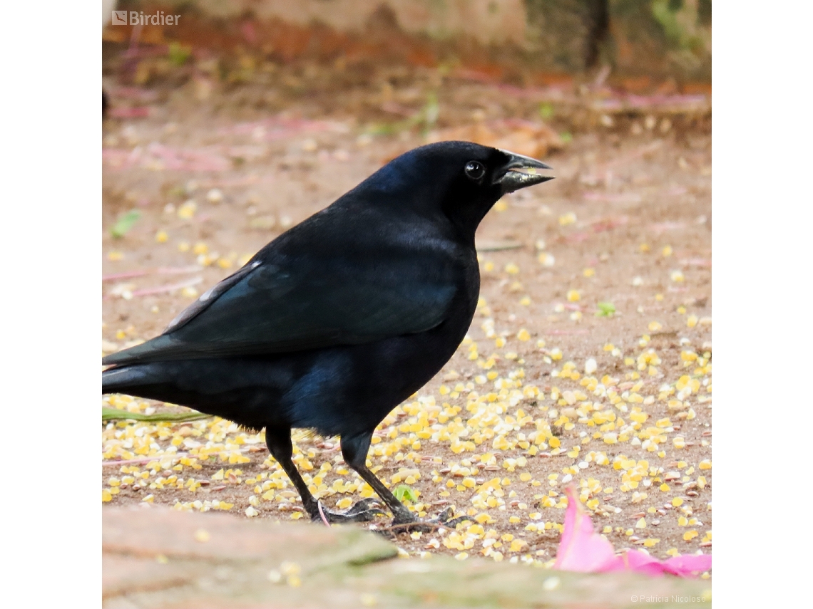 Molothrus bonariensis