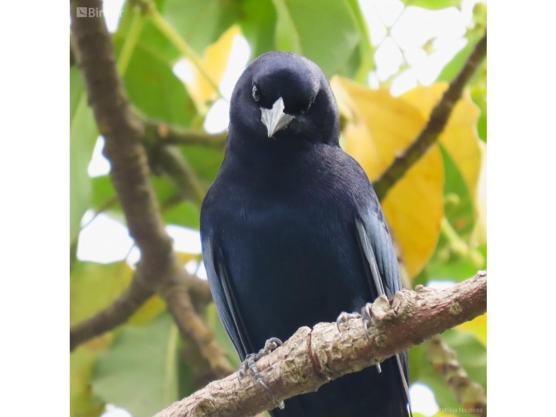 Molothrus bonariensis