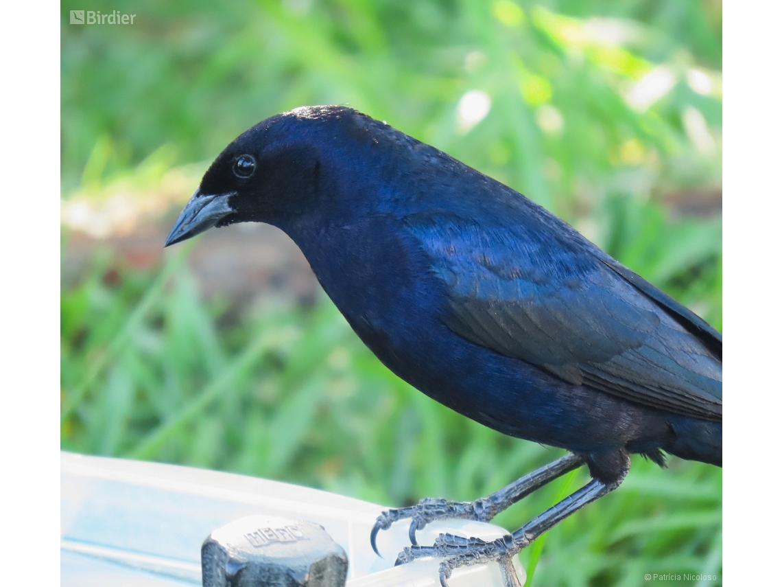 Molothrus bonariensis