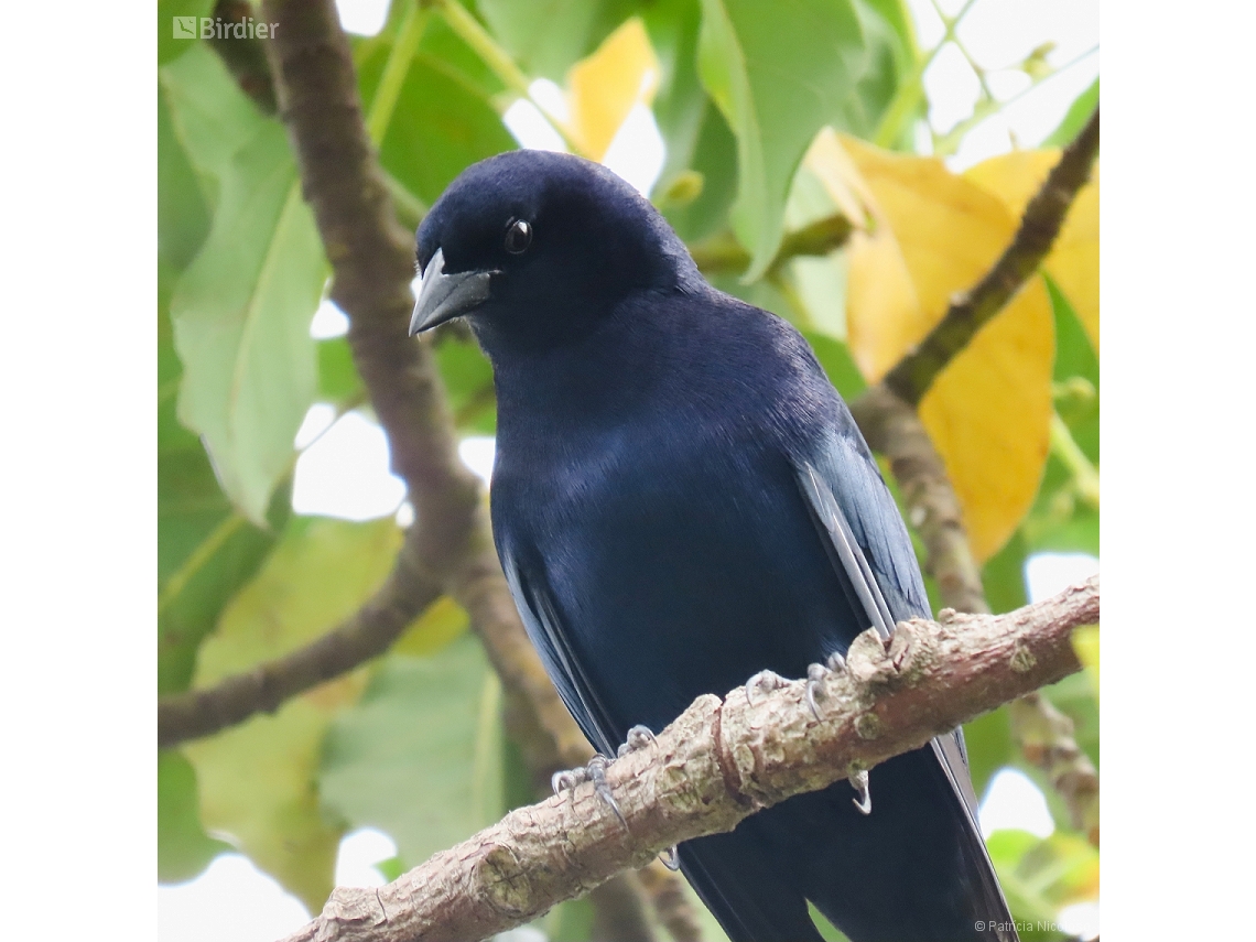 Molothrus bonariensis