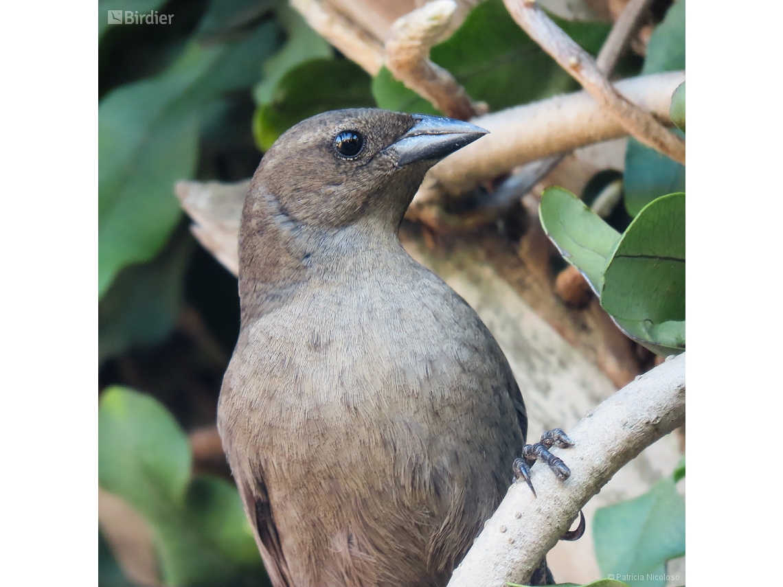 Molothrus bonariensis