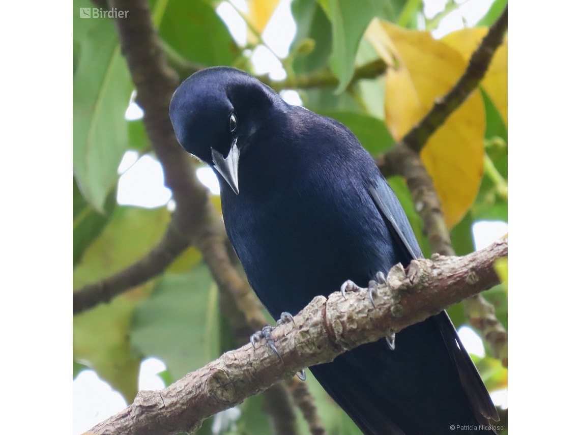 Molothrus bonariensis