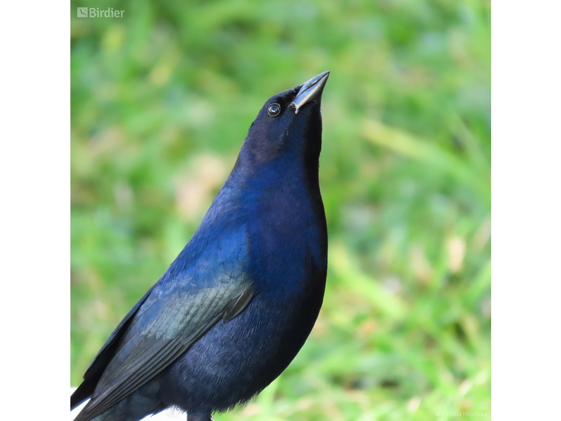 Molothrus bonariensis