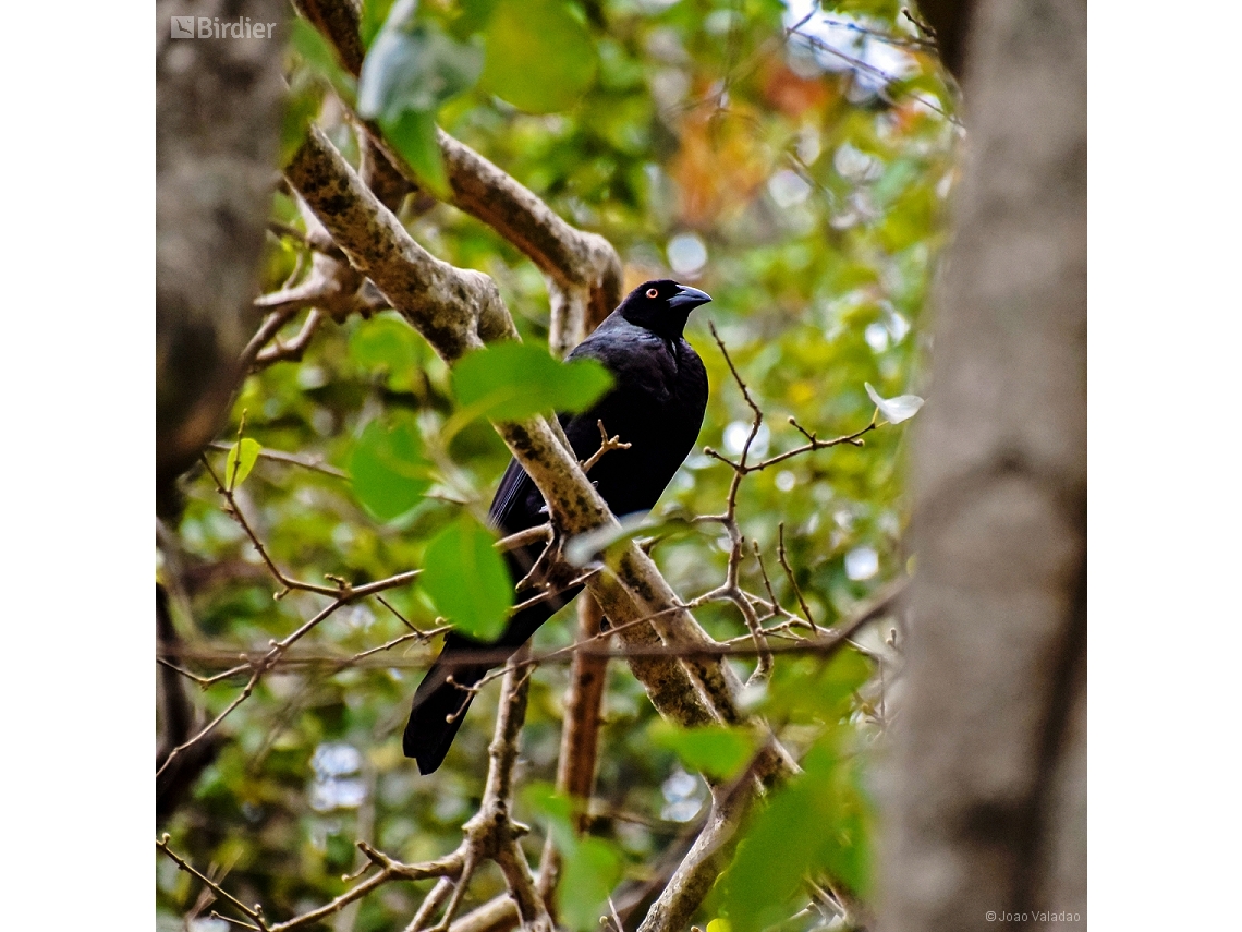 Molothrus oryzivorus