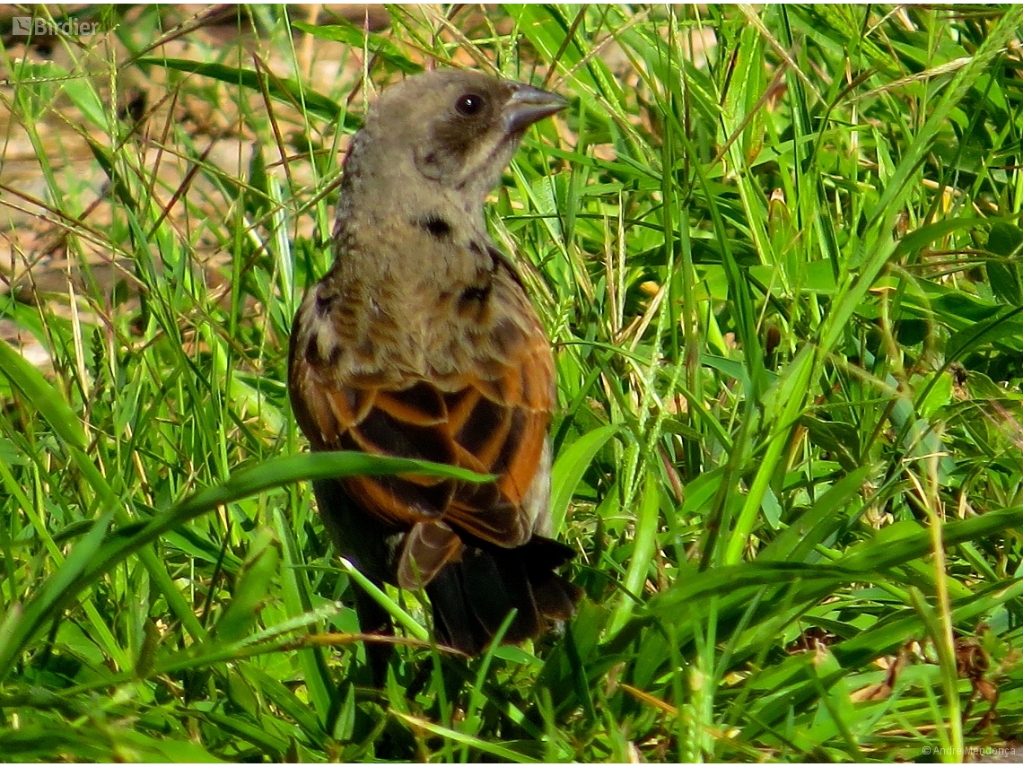 Molothrus rufoaxillaris