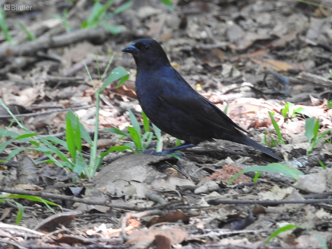 Molothrus rufoaxillaris
