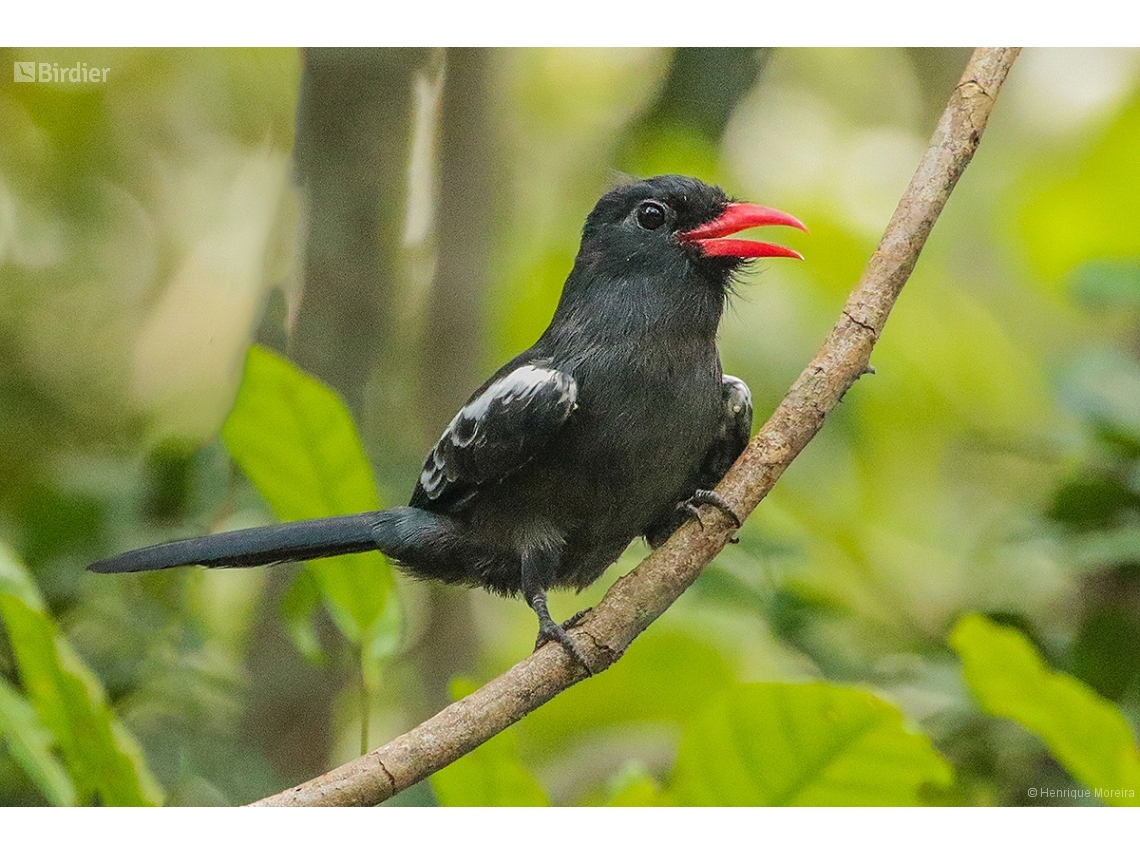 Monasa atra