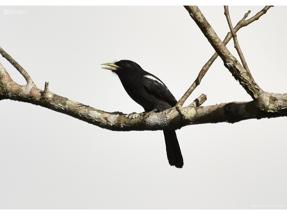 Monasa flavirostris