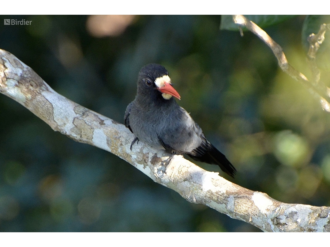 Monasa morphoeus