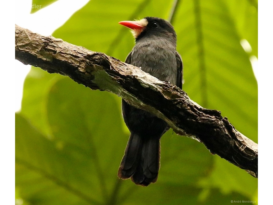 Monasa morphoeus