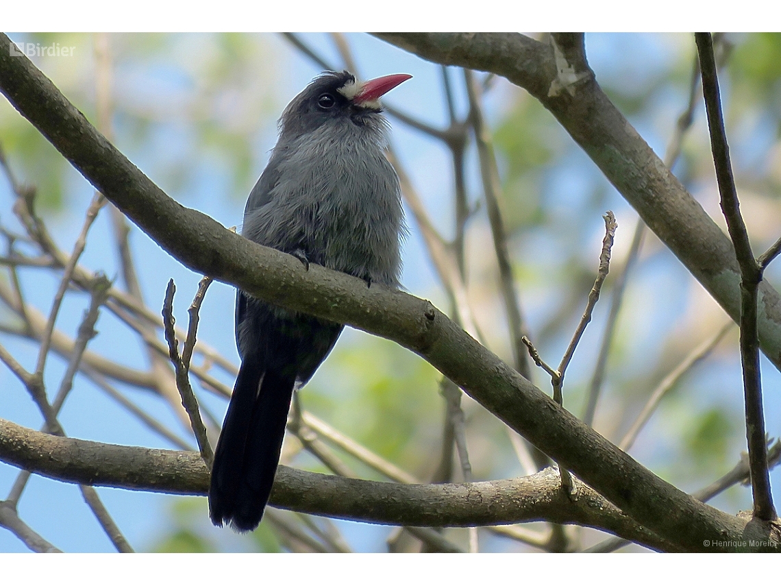 Monasa morphoeus