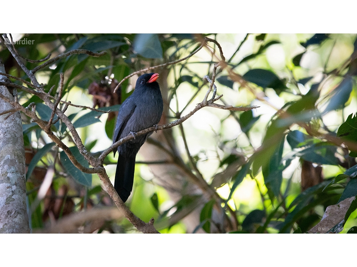 Monasa nigrifrons
