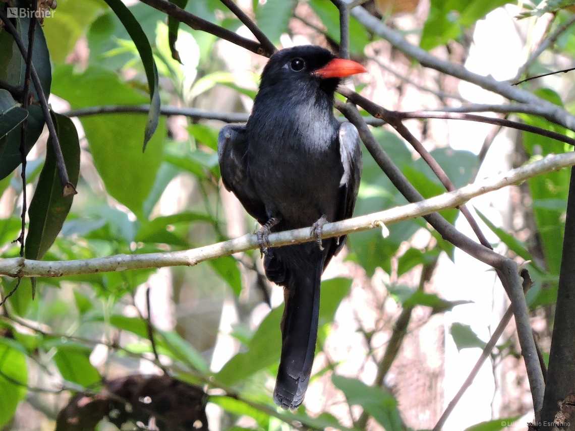 Monasa nigrifrons