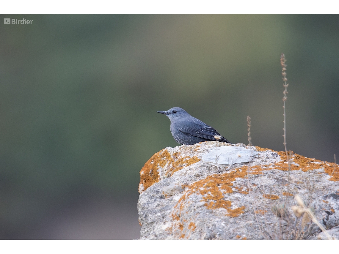 Monticola solitarius