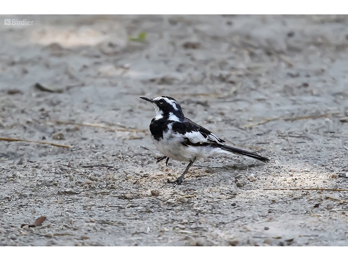 Motacilla aguimp