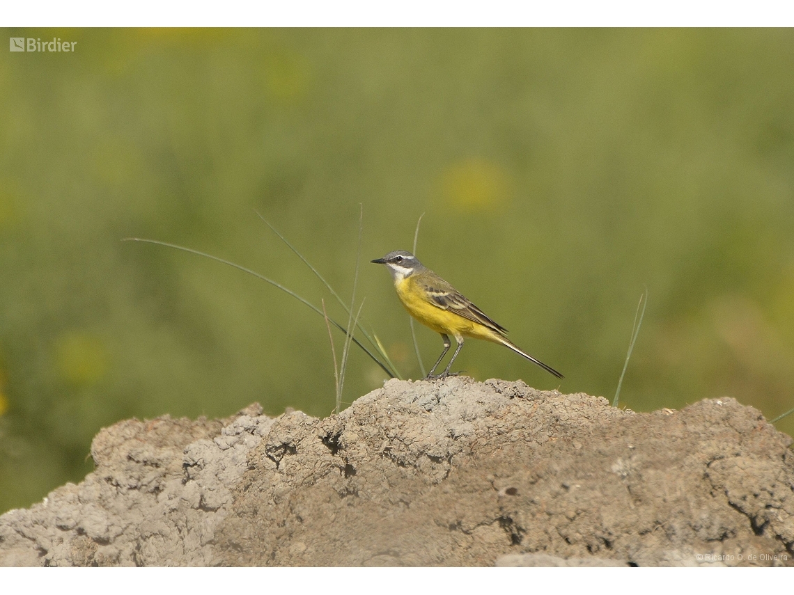Motacilla flava