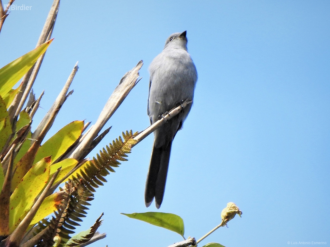 Muscipipra vetula
