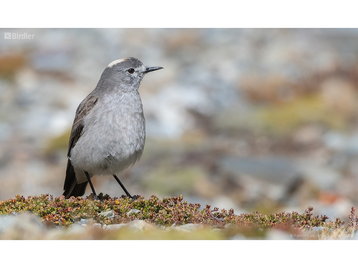 Muscisaxicola flavinucha