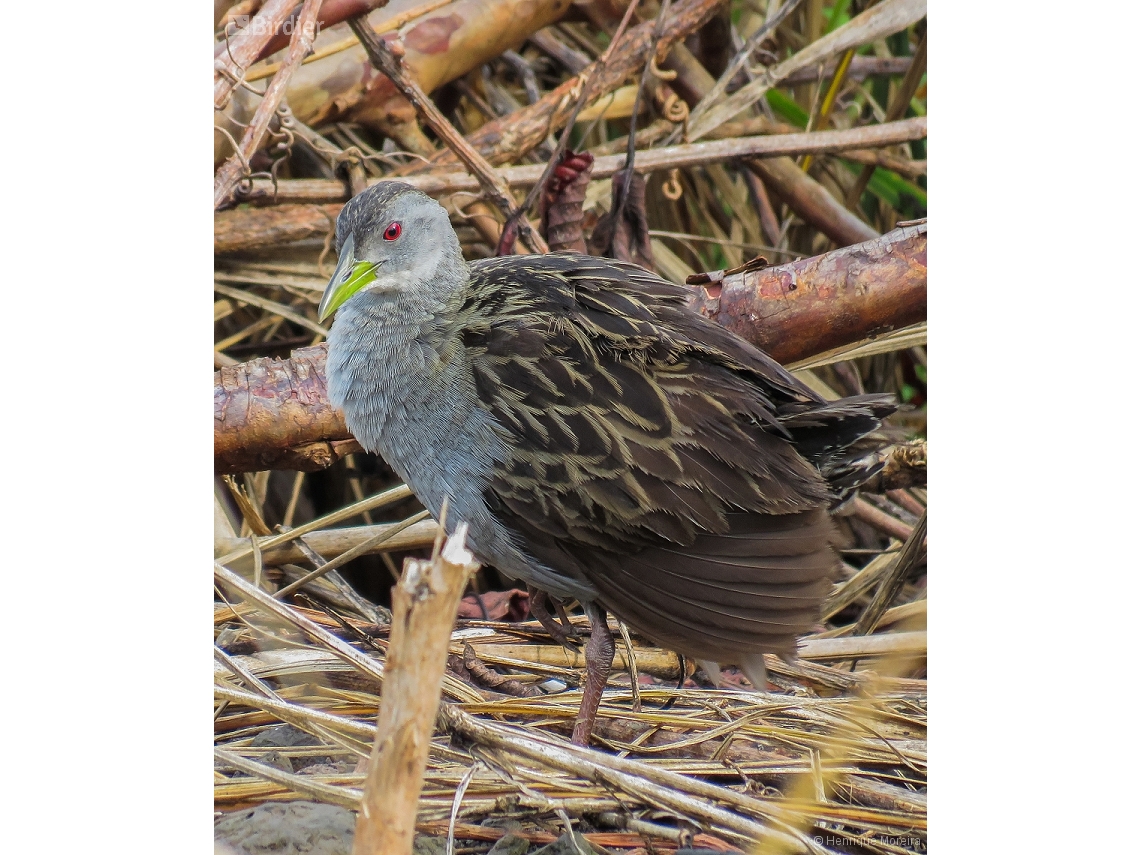 Mustelirallus albicollis