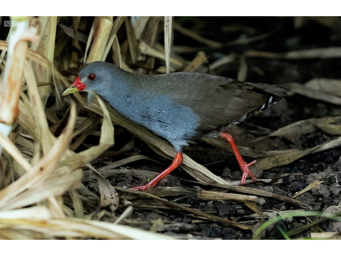 Mustelirallus erythrops