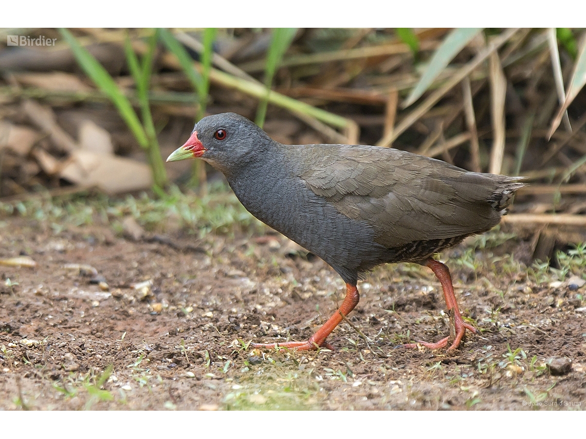 Mustelirallus erythrops