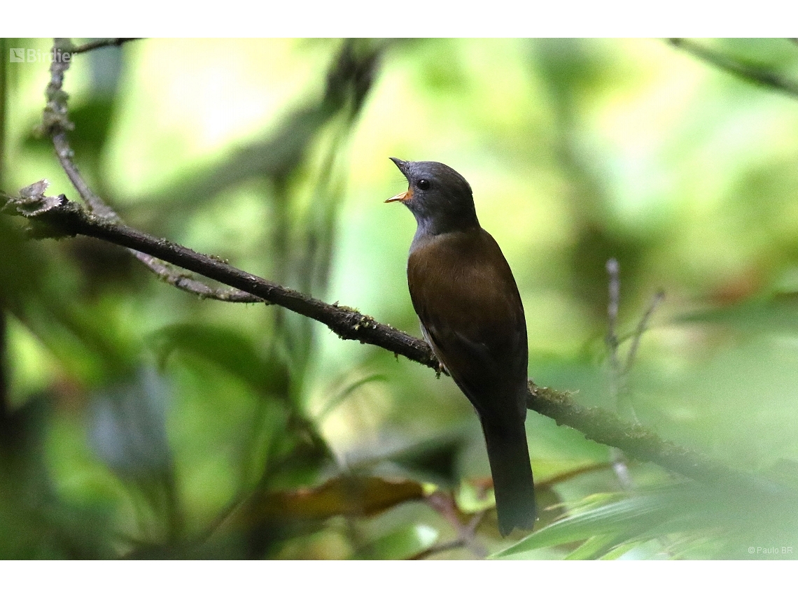 Myadestes ralloides