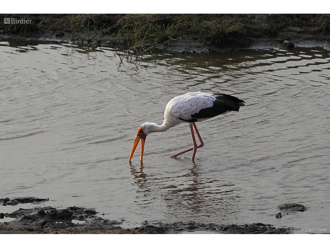 Mycteria ibis