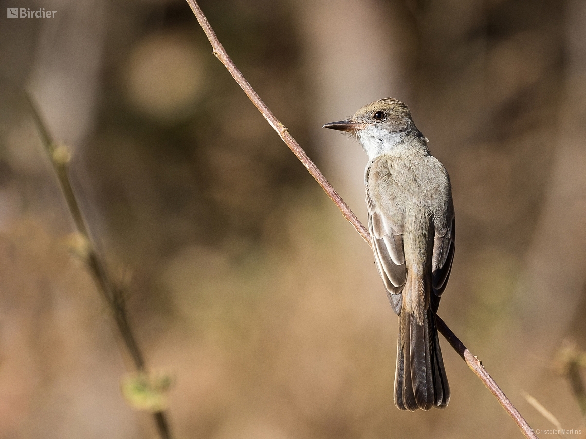 Myiarchus ferox