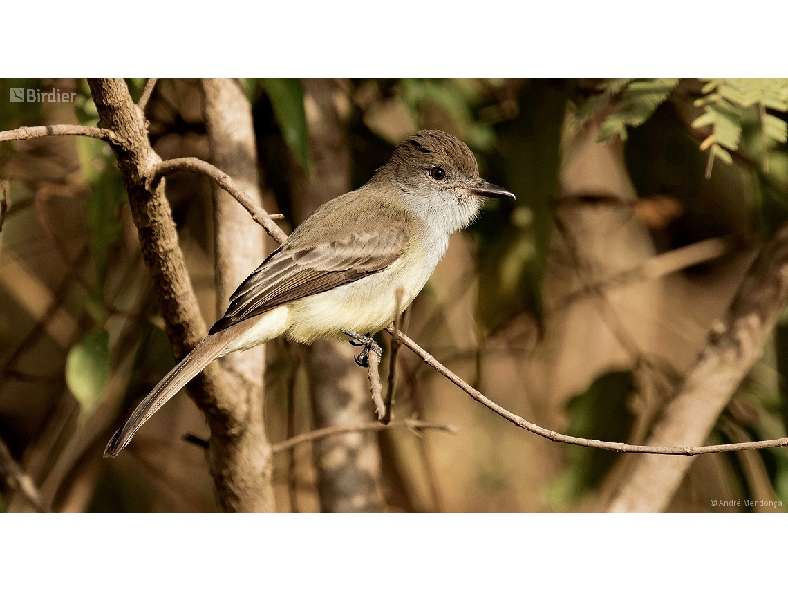 Myiarchus ferox