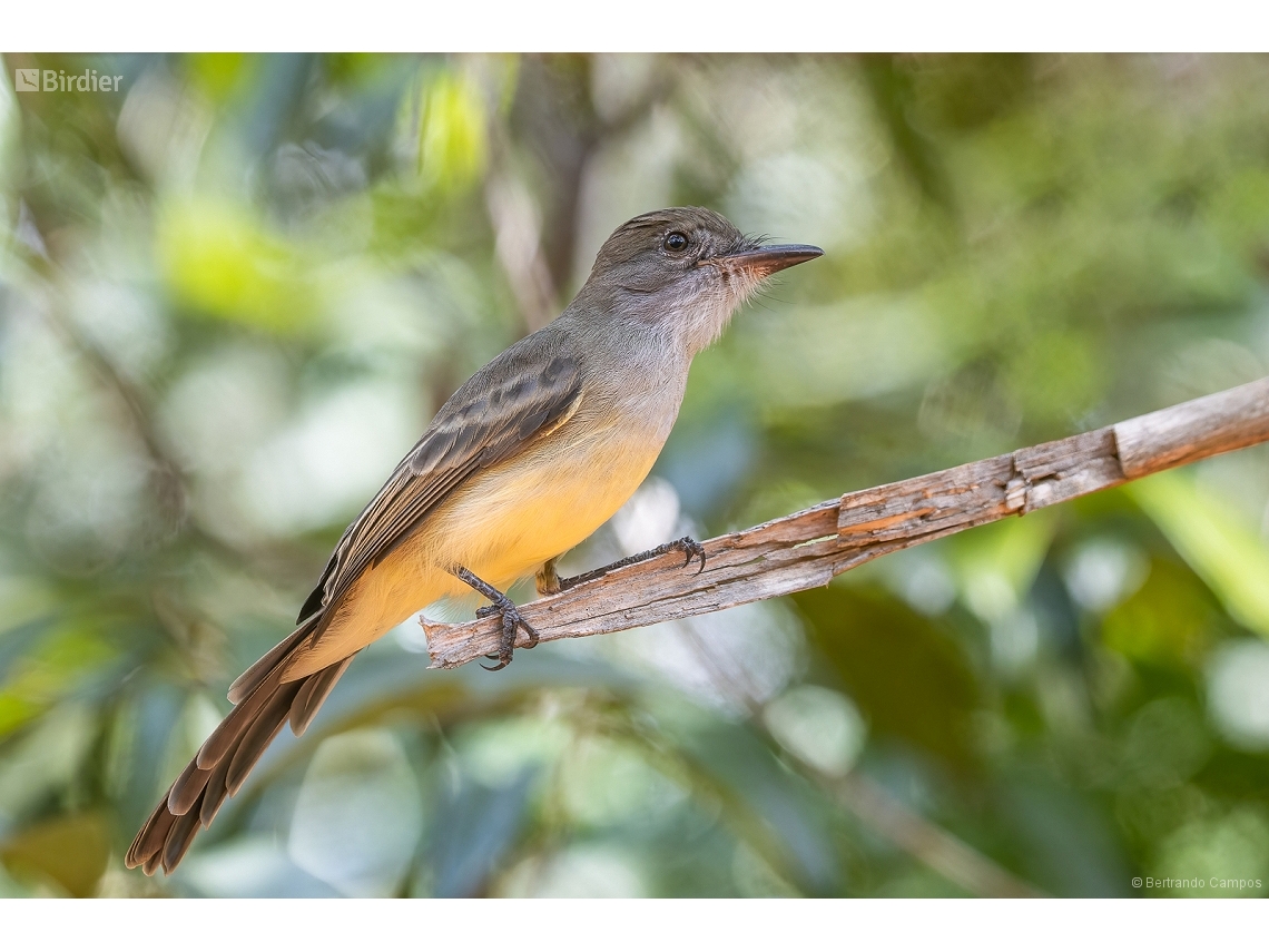 Myiarchus ferox