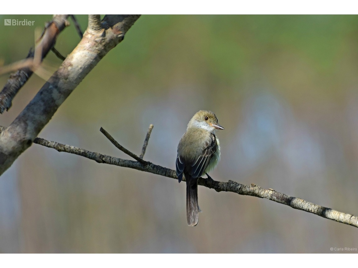 Myiarchus swainsoni
