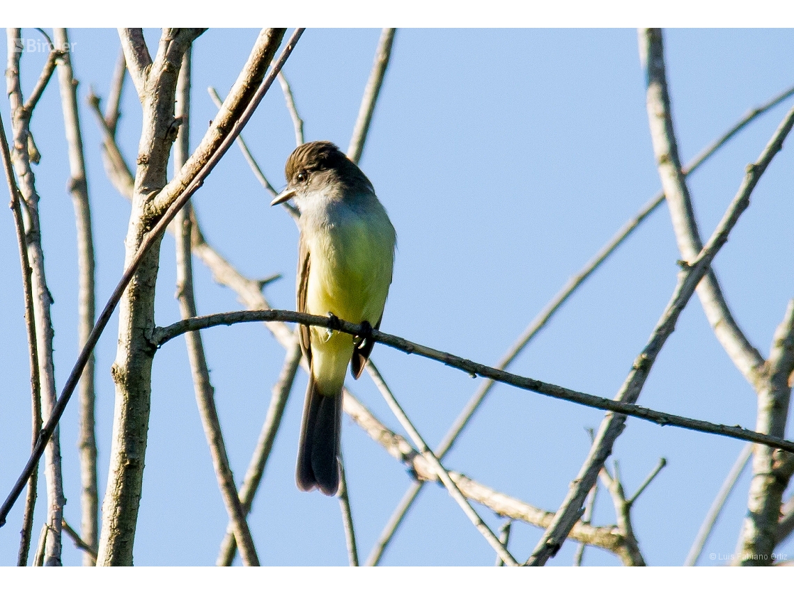 Myiarchus swainsoni