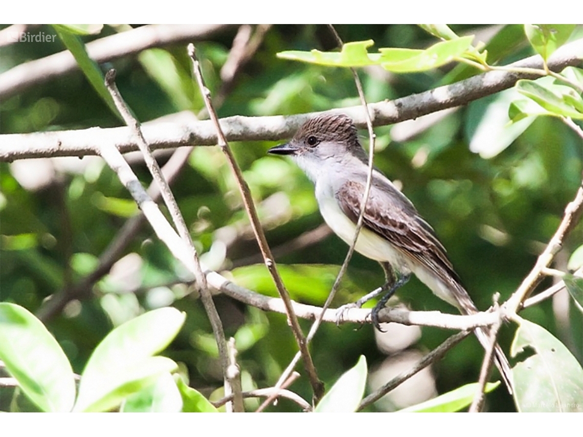 Myiarchus swainsoni