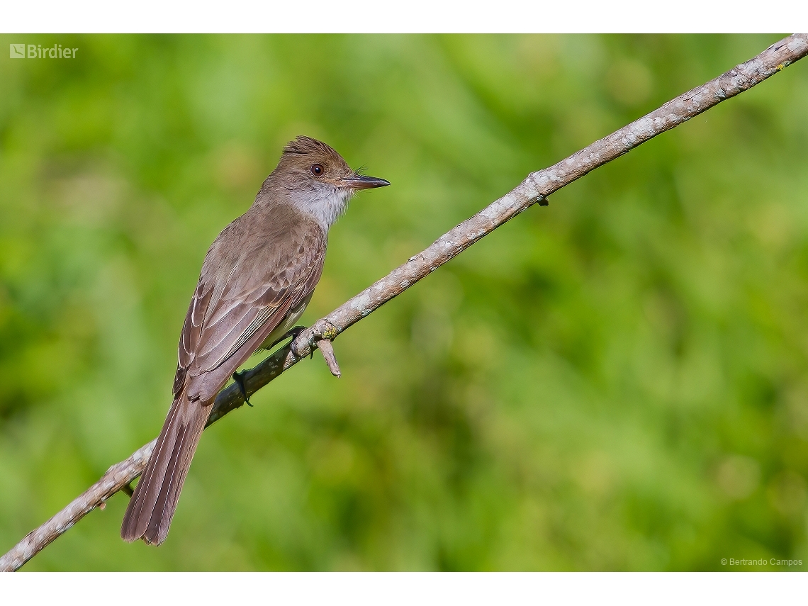 Myiarchus swainsoni