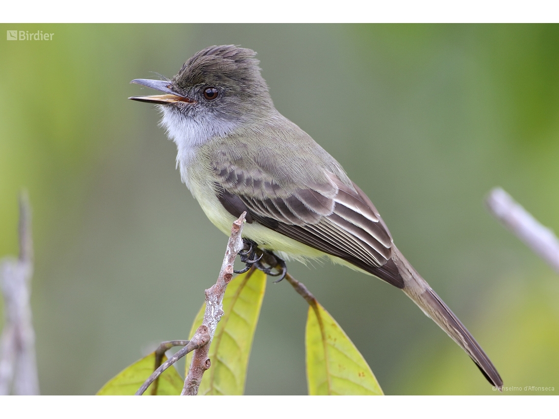 Myiarchus tuberculifer