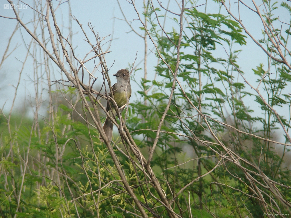 Myiarchus tyrannulus