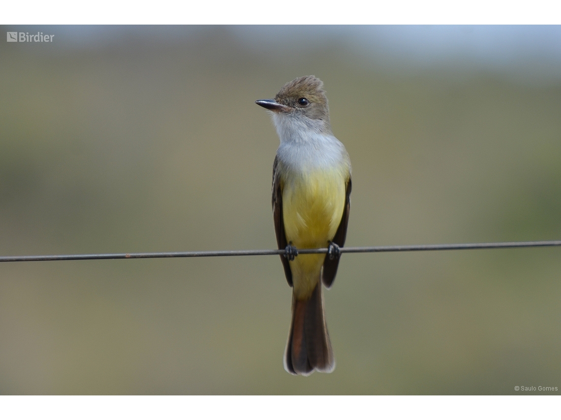 Myiarchus tyrannulus