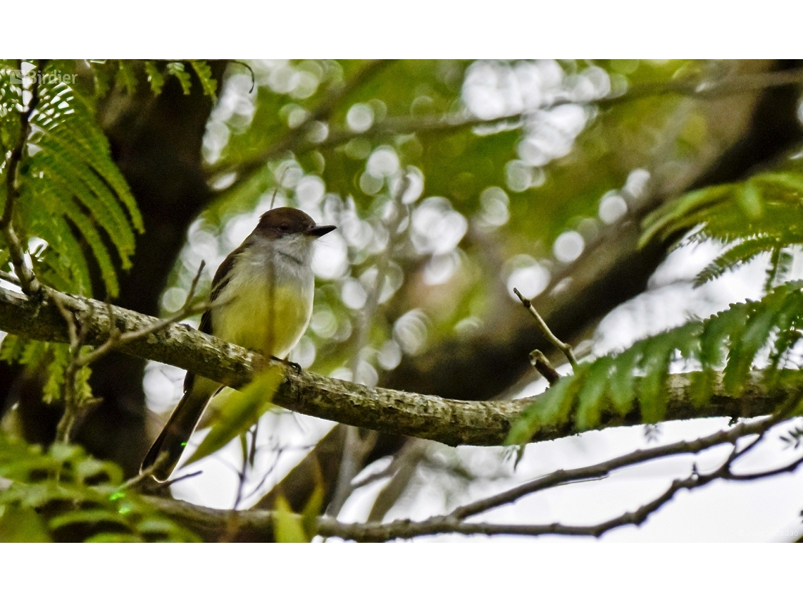 Myiarchus tyrannulus
