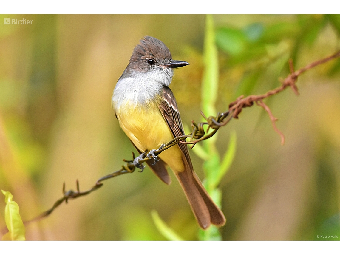 Myiarchus tyrannulus