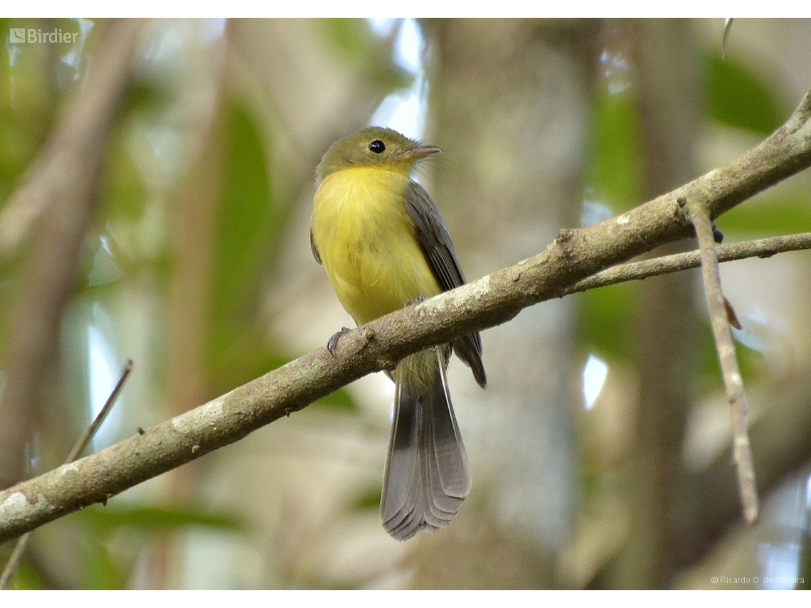 Myiobius atricaudus