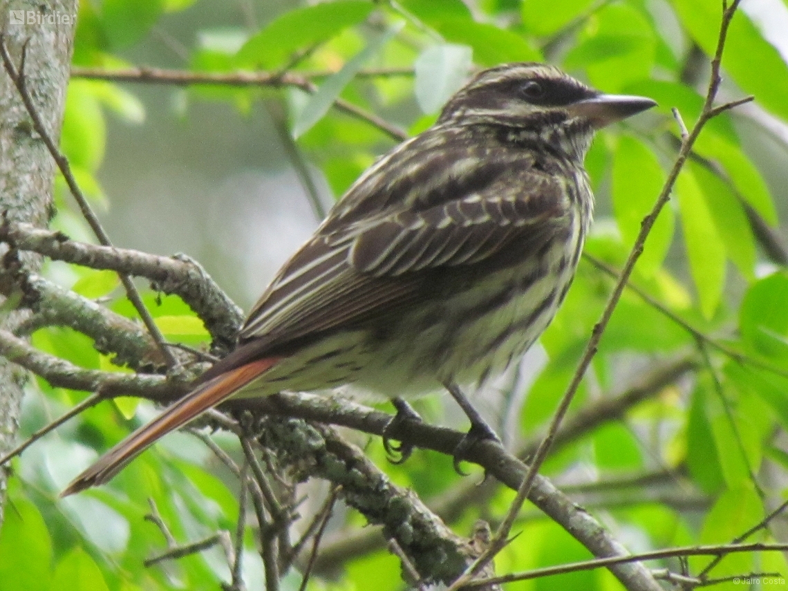 Myiodynastes maculatus