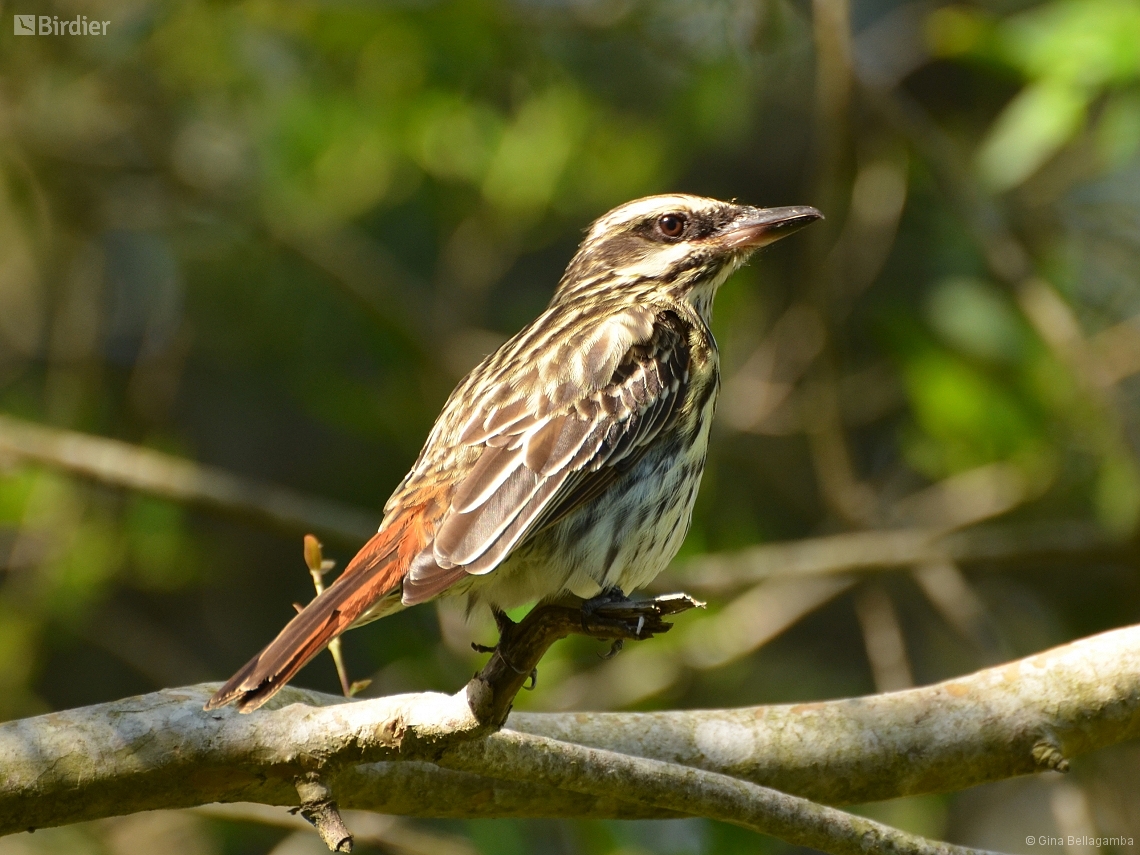 Myiodynastes maculatus