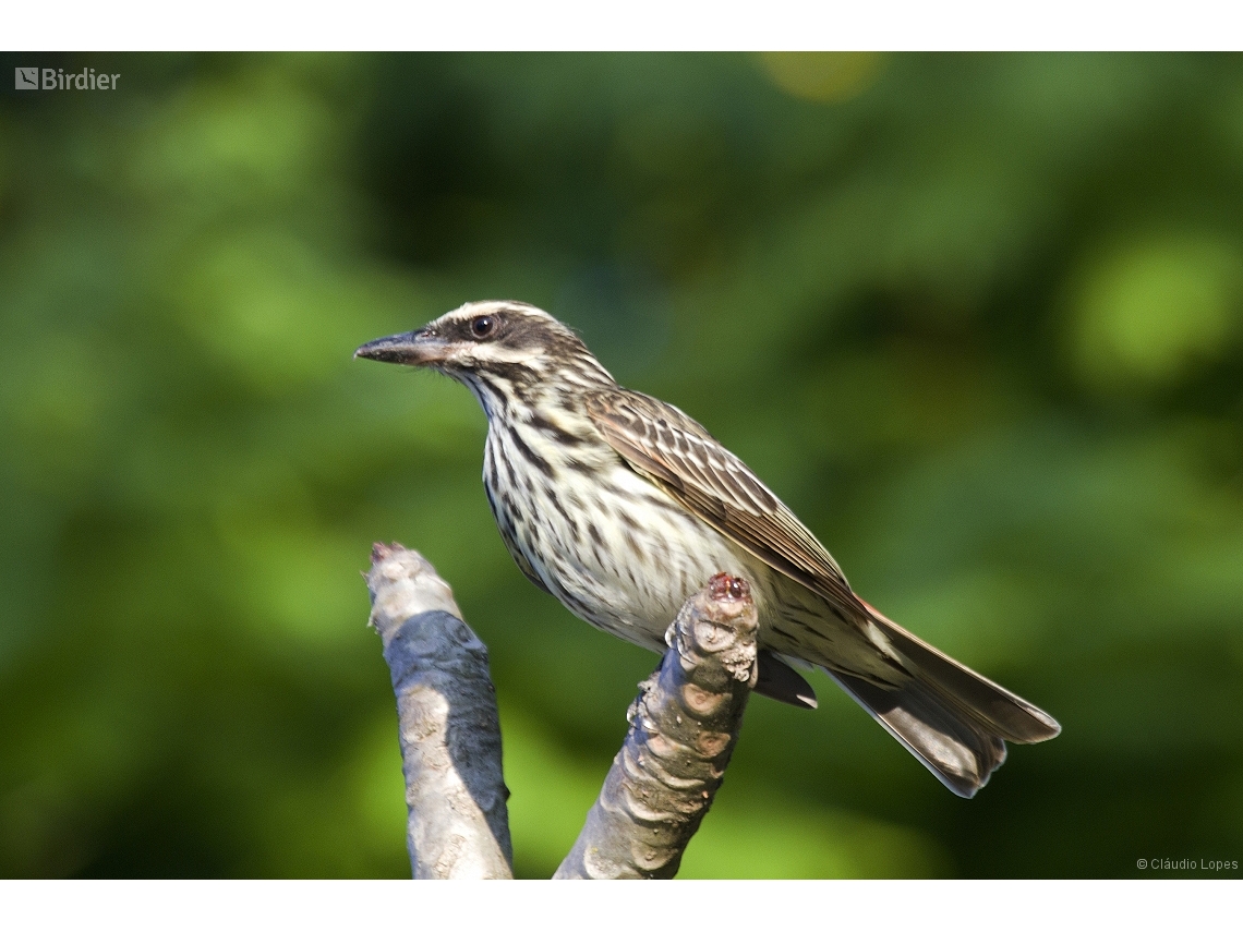 Myiodynastes maculatus