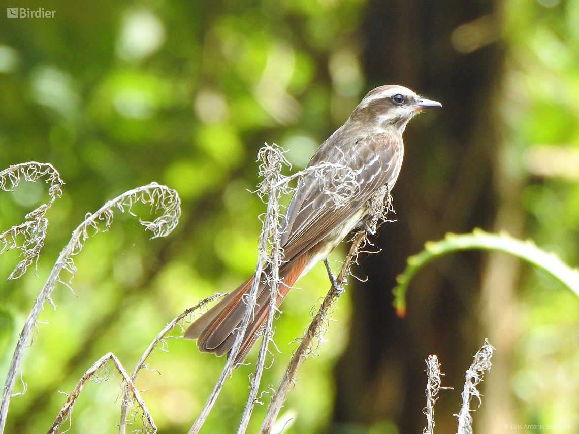 Empidonomus varius