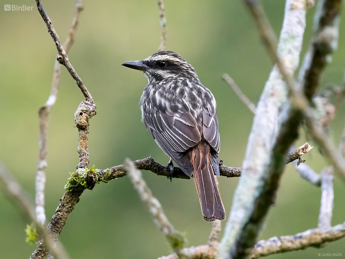 Myiodynastes maculatus